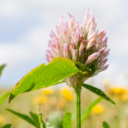 Sommertid er blomstertid
